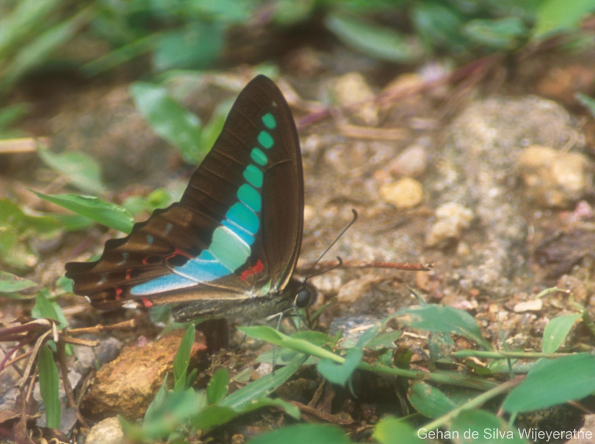 Graphium sarpedon Linnaeus, 1758